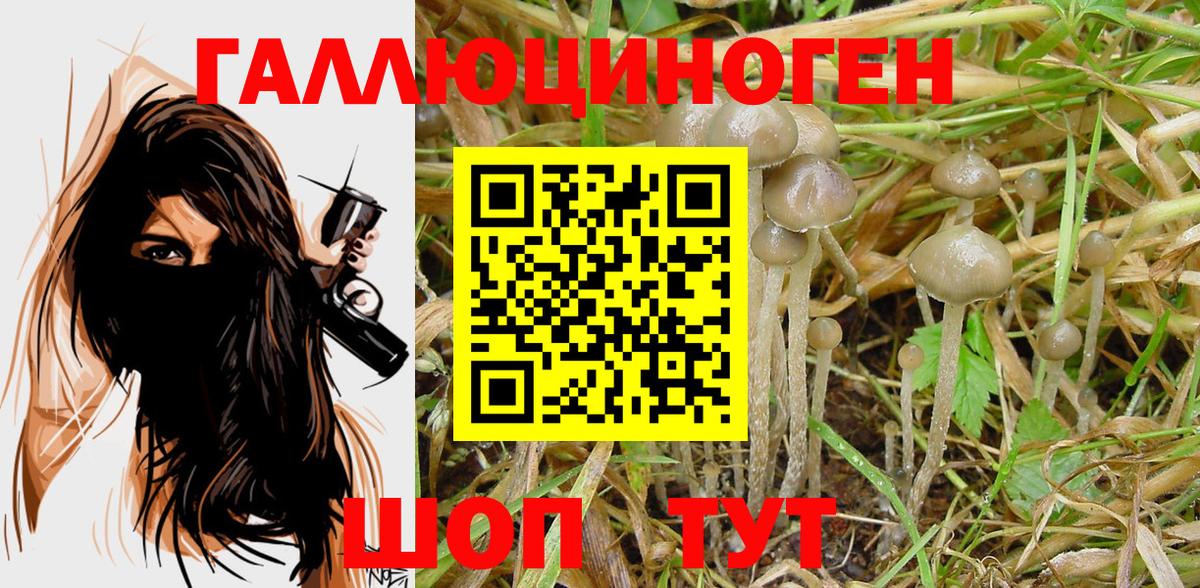 Псилоцибиновые грибы Cubensis Тимашёвск